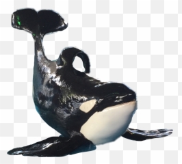 Largest Collection of Free - toEdit killer Stickers PicsArt Killer Whale Emoji