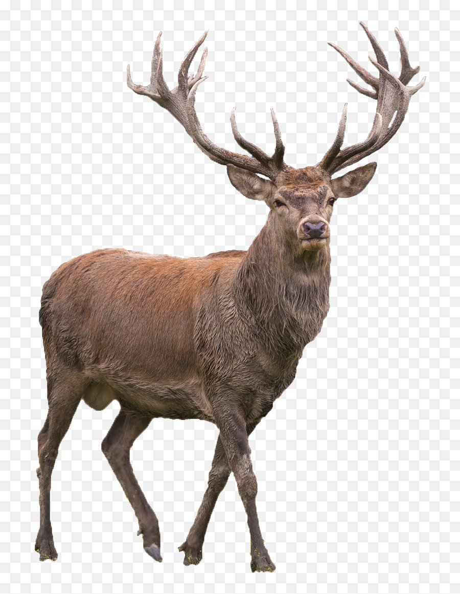 Red Deer - Buck Deer No Background Emoji,Deer Emoji Iphone
