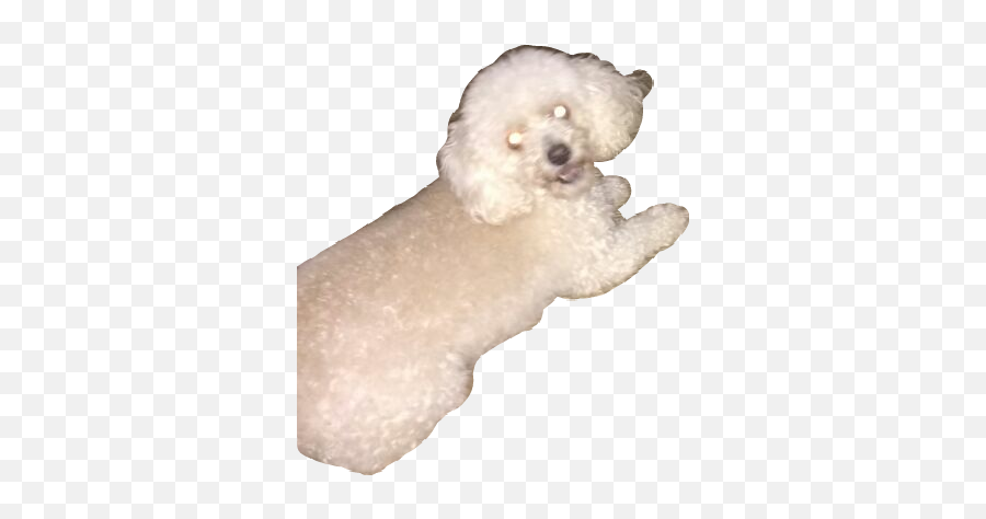 Toy Poodle Stickers - Soft Emoji,Poodle Emoji