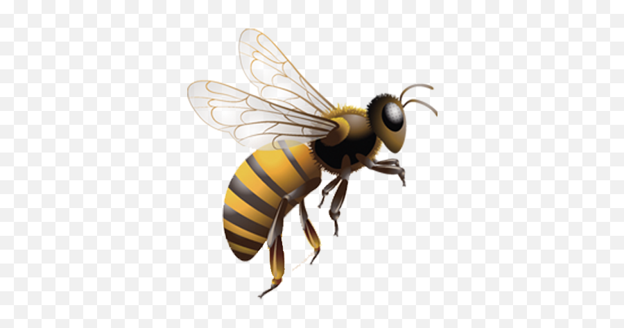 Jpg Library Honey Bee Insect Beehive Clip Art In - Transparent Bee Emoji,Beehive Emoji