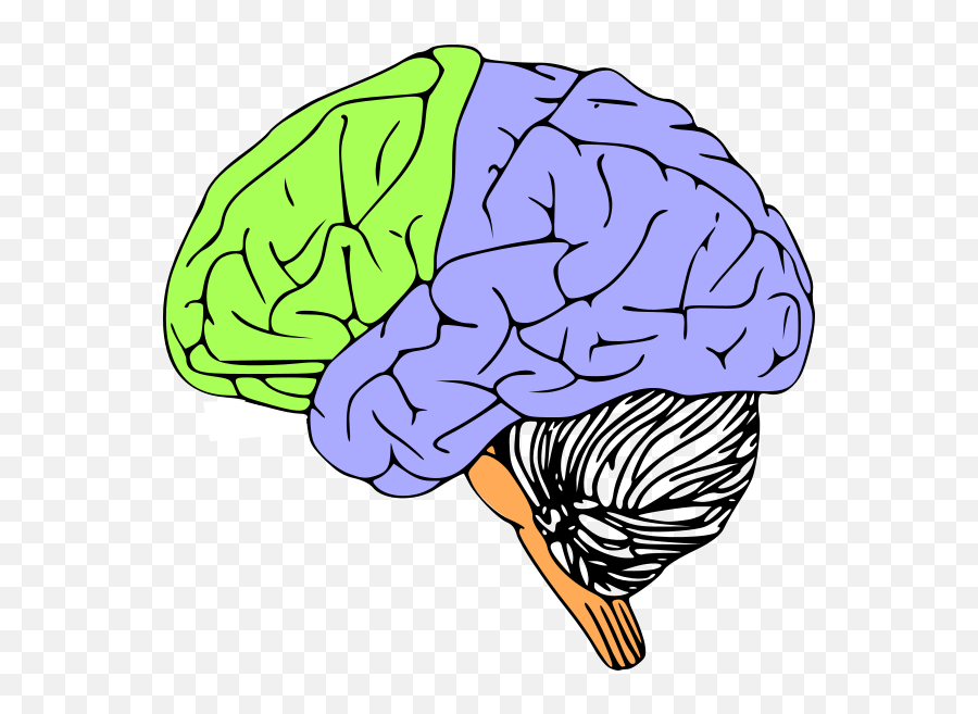 Brain Stem Clipart - Clipart Brain Emoji,Brain Emoji Iphone
