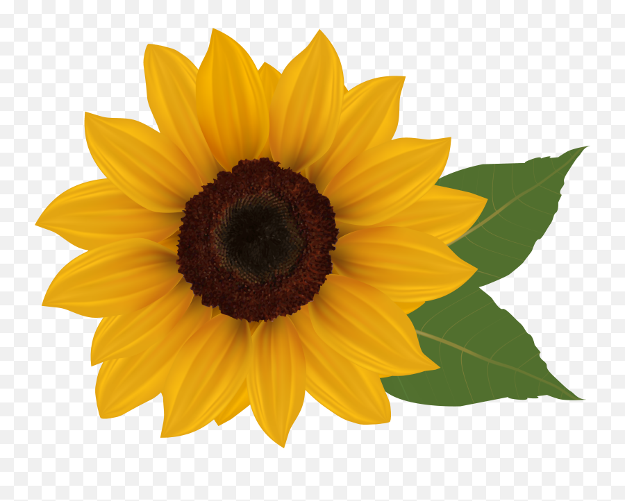 2382 Sunflower Free Clipart - Transparent Background Sunflower Clip Art Emoji,Sunflower Emoji