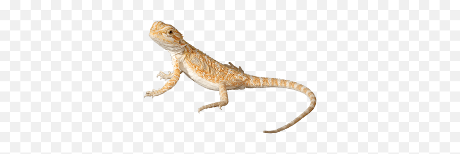 Bearded Png And Vectors For Free - Bearded Dragon Lizard Transparent Background Emoji,Bearded Dragon Emoji