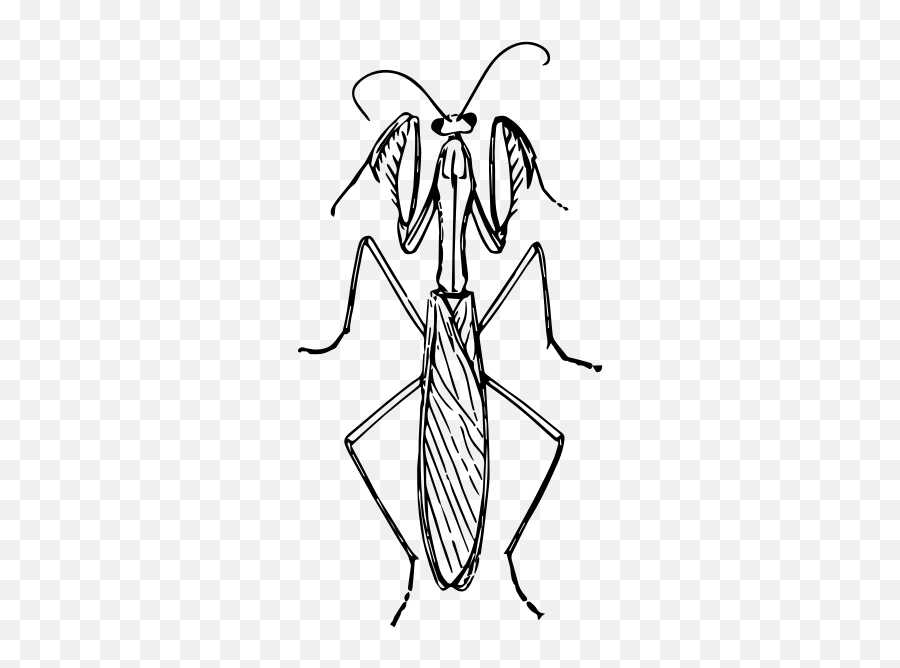 Praying Mantis Illustration - Insects Praying Mantis Drawings Emoji,Spider Emoji
