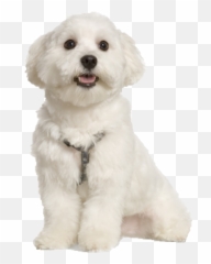 Maltese Png And Vectors For Free - Dogs Emoji