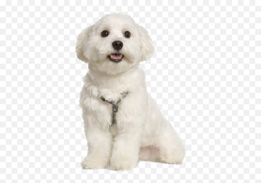 Maltese Png And Vectors For Free - Maltese Dogs Emoji,Maltese Emoji