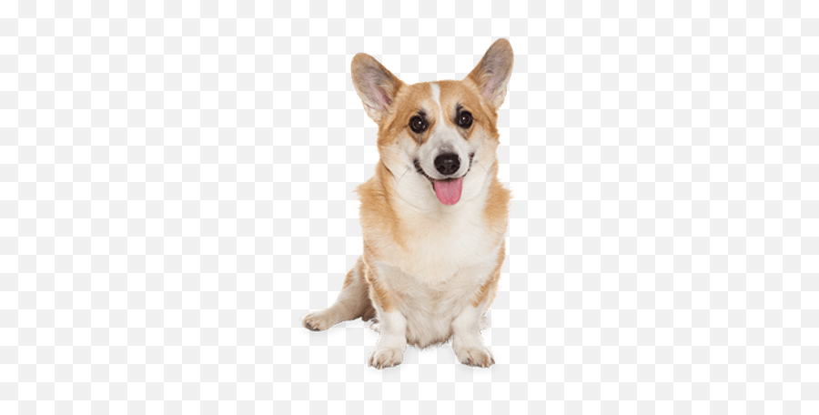 Dog Bone Clipart Pngs 48 Amazing Cliparts Dbcp - Cute Corgi White Background Emoji,Corgi Emoji