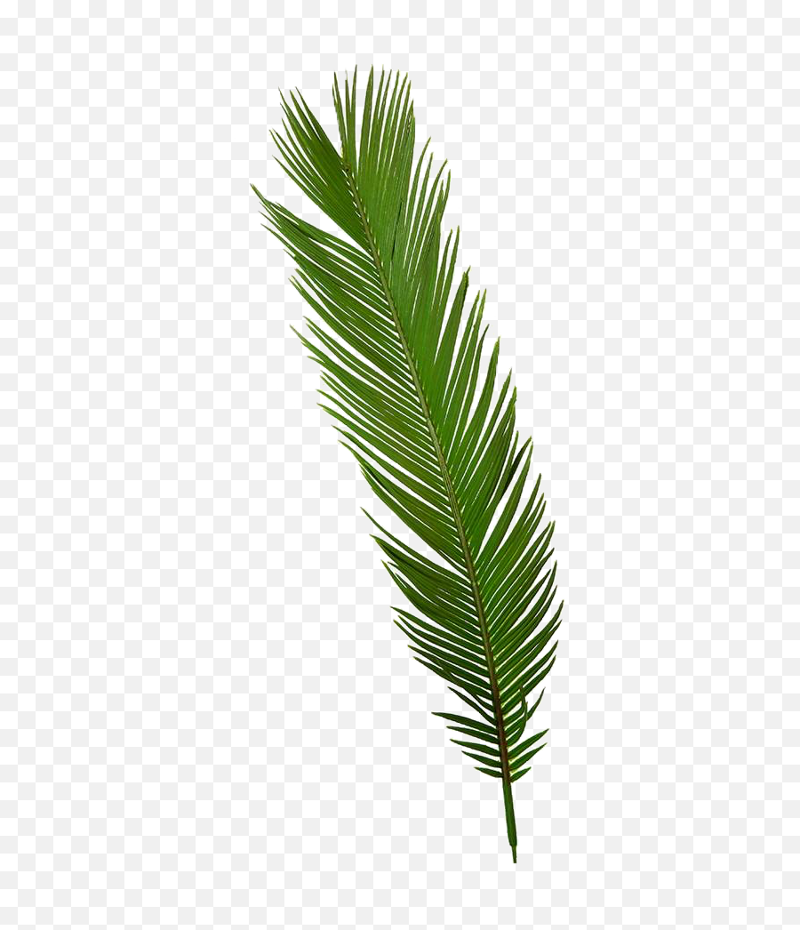 Palm Tropical Palmtree Palmleaf Green Cute Aesthetic - Attalea Speciosa Emoji,Palm Tree Emoji Png