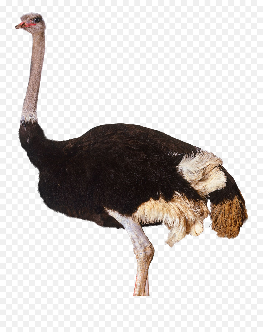 Transparent Ostrich Clipart - Ostrich Png Emoji,Ostrich Emoji