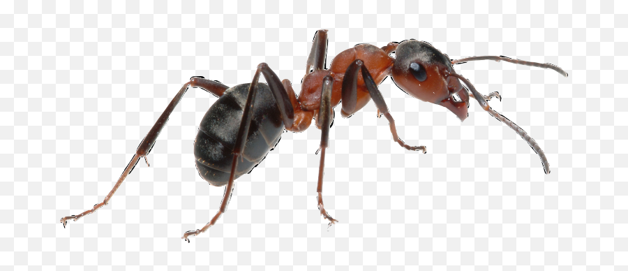 Ant Transparent Insect Bug Sticker - Types Of Ants Emoji,Ant Emoji