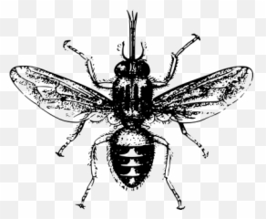 100 Free Sickness u0026 Vectors - Pixabay Tsetse Fly Png Emoji