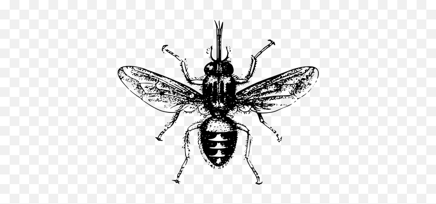 100 Free Sickness U0026 Sick Vectors - Pixabay Tsetse Fly Png Emoji,Bee Needle Emoji