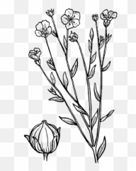 Flax Vector Illustration - Drawing Lavender Png Emoji