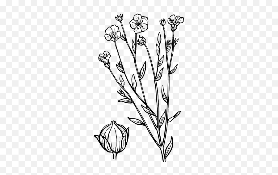 Flax Vector Illustration - Drawing Lavender Png Emoji,Irish Flag Emoji