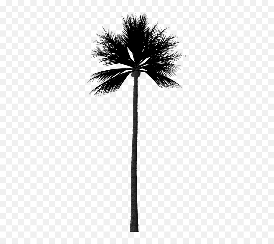Palm Trees Beach Illustrations - Palm Tree Background Png Emoji,Disney Emoji Stickers