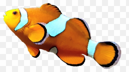 Nemo Clownfish Orange Fish Ocean Sea - Coral Reef Fish Emoji,Clown Fish Emoji
