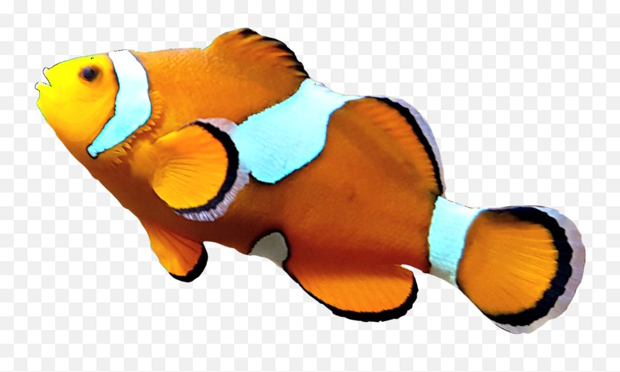 Nemo Clownfish Orange Fish Ocean Sea - Coral Reef Fish Emoji,Clown Fish Emoji