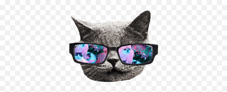 Tag For Leopard Twitter Background Cat Sticker For Ios - Transparent Gif Funny Cat Emoji,Leopard Emoji