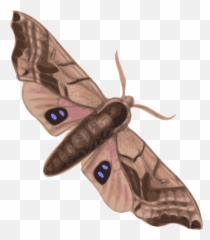 Moth Clipart Svg Moth Svg Transparent Free For Download - Moth Clipart Emoji,Moth Emoji