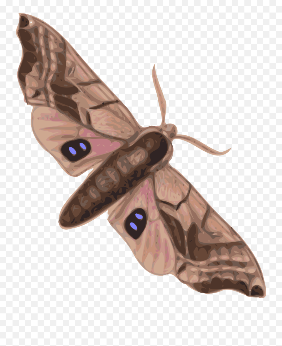 Moth Clipart Svg Moth Svg Transparent Free For Download - Moth Clipart Emoji,Moth Emoji