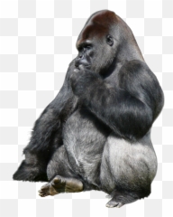 Ftesticker Gorillaz Gorilla Animals - 2d Gorilla Emoji,Shy Monkey Emoji
