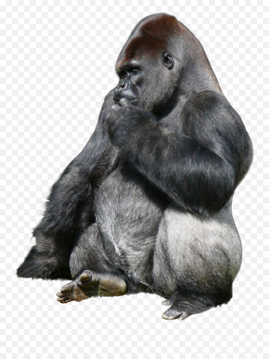 Ftesticker Gorillaz Gorilla Animals - 2d Gorilla Emoji,Shy Monkey Emoji