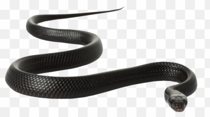 Black Snake - Rat White Background Emoji