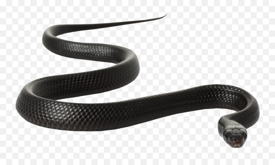 Black Snake - Black Rat Snake White Background Emoji,Snake Emoji Transparent