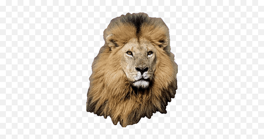 Top Lion Roar Stickers For Android U0026 Ios Gfycat - Lion Transparent Animated Gif Emoji,Lion Emoticons