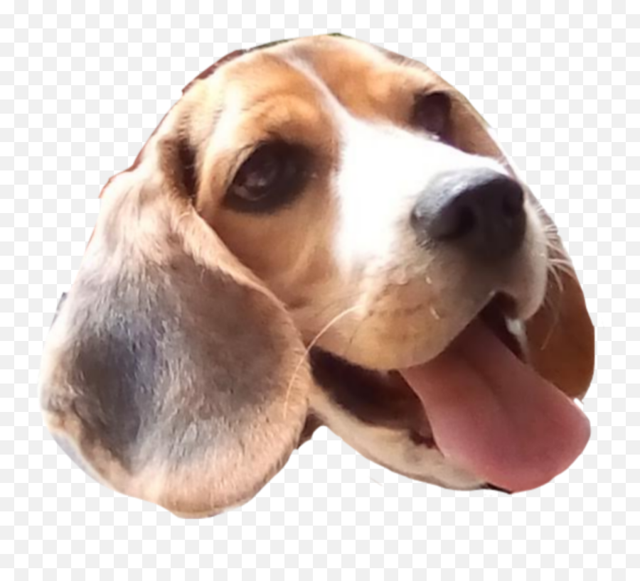 Beagle - Harrier Emoji,Beagle Emoji