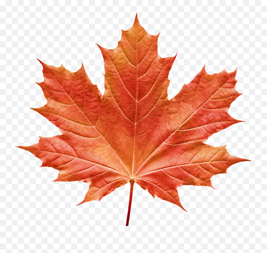 Vermont Maple Festival Maple Leaf Clip Art Image Portable - Vermont Maple Leaf Emoji,Autumn Leaves Emoji