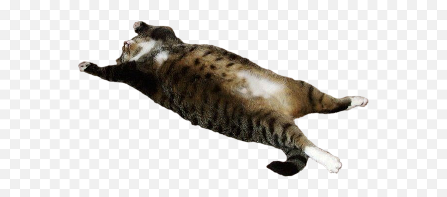 Fat Cat Transparent U0026 Png Clipart Free Download - Ywd Fat Cat Png Transparent Emoji,Dancing Cat Emoji