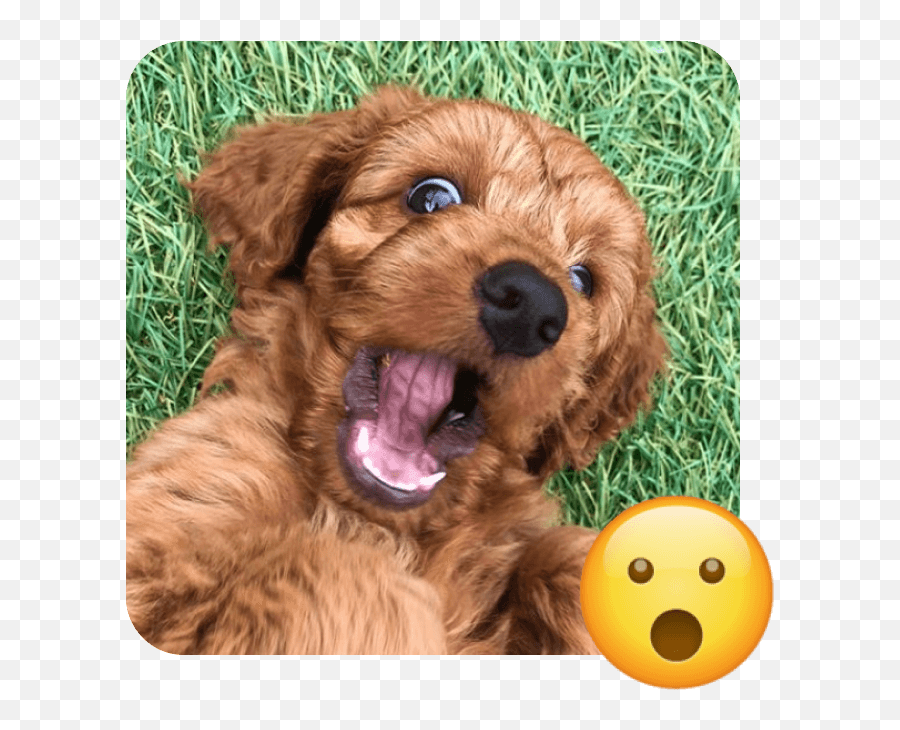 These 20 Doggies Are Totally Ready For World Emoji Day - Mat,What Does The Peach Emoji Mean