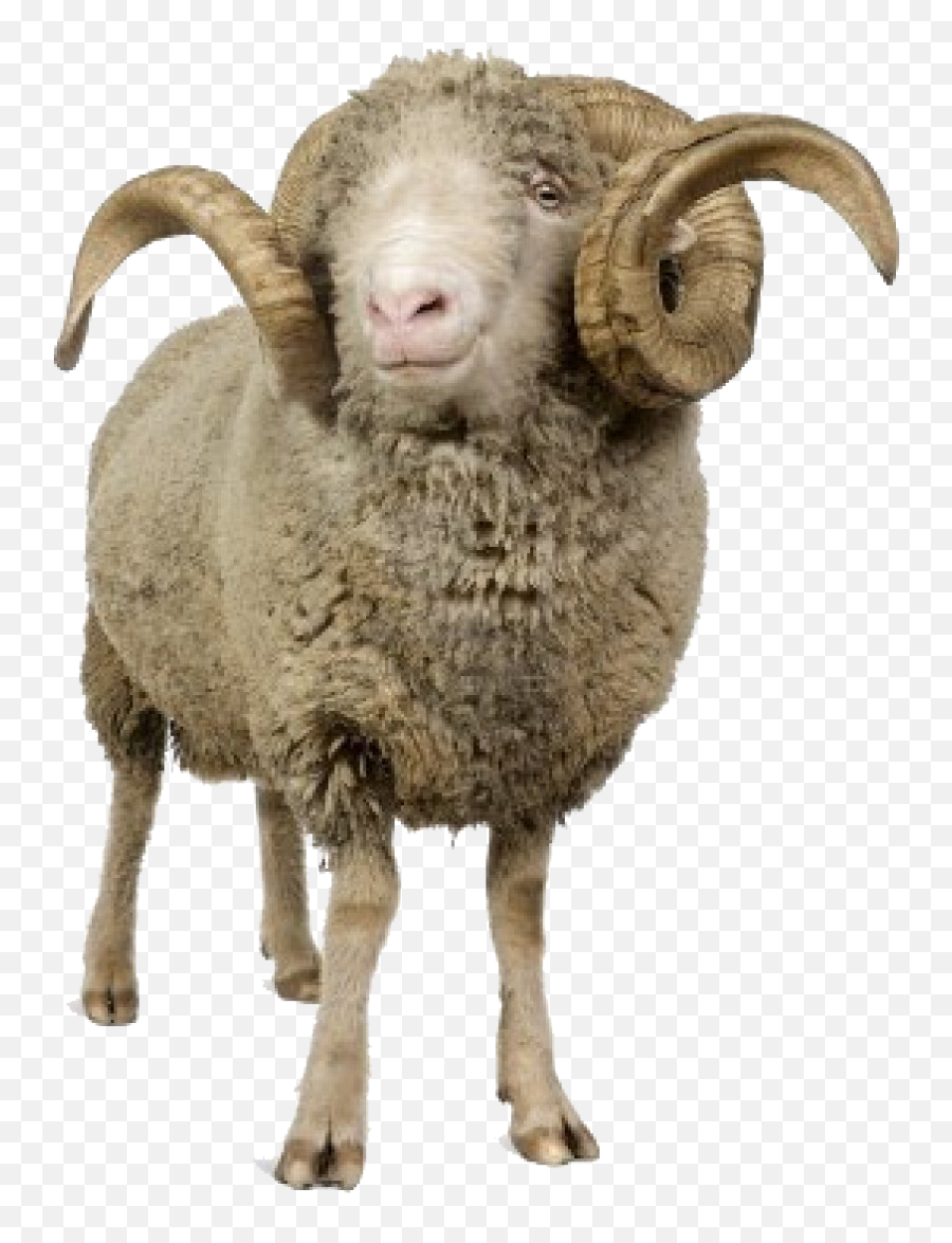 Clipart Sheep Ram Clipart Sheep Ram Transparent Free For - Ram Animal Png Emoji,Ram Emoji