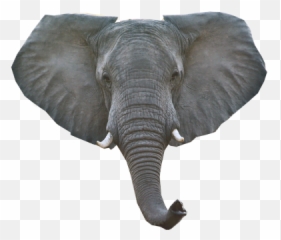 Head Png And Vectors For Free Download - Cute Elephant Head Png Emoji,Stonehead Emoji