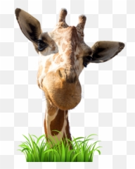 Live Giraffes - Giraffe Emoji,Giraffe Emoji.com