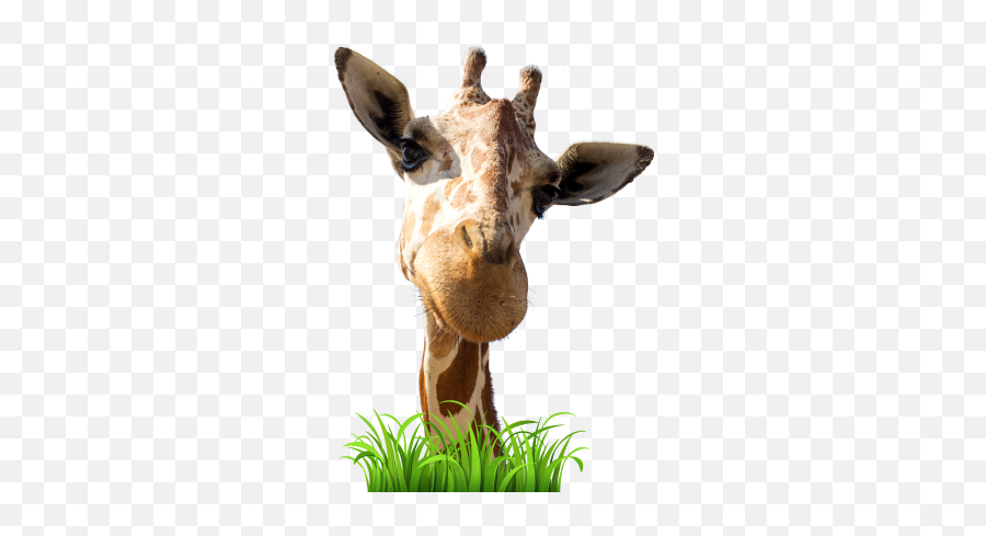 Live Giraffes - Giraffe Emoji,Giraffe Emoji.com