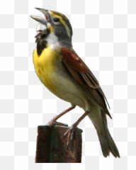 Spiza Americana Male 94 231051626 - Dicksissel Emoji