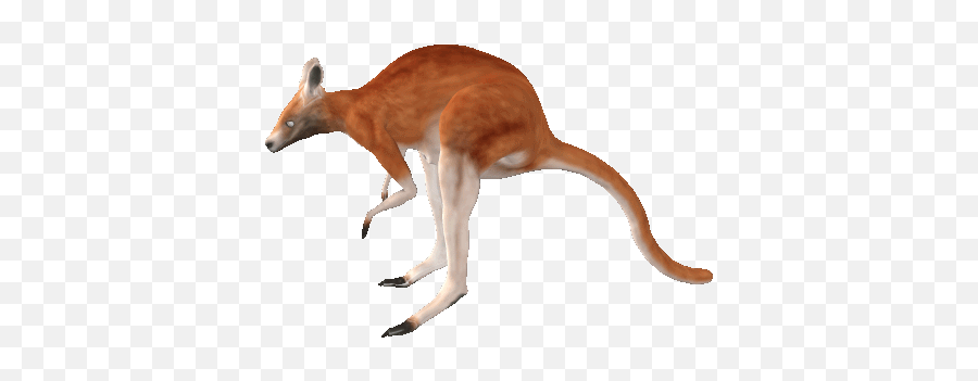 Animal Stickers For Android Ios - Jumping Kangaroo Animated Gif Emoji,Kangaroo Emoji