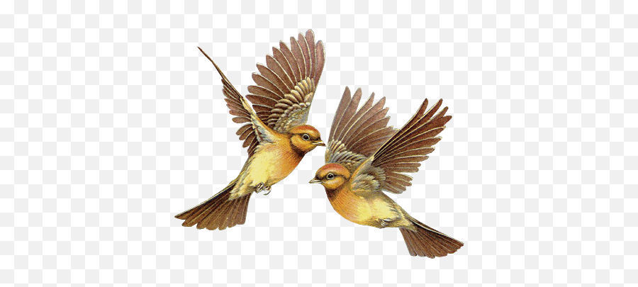 Animated Birds And Butterflies - Animated Sparrow Flying Gif Emoji,Oriole Emoji