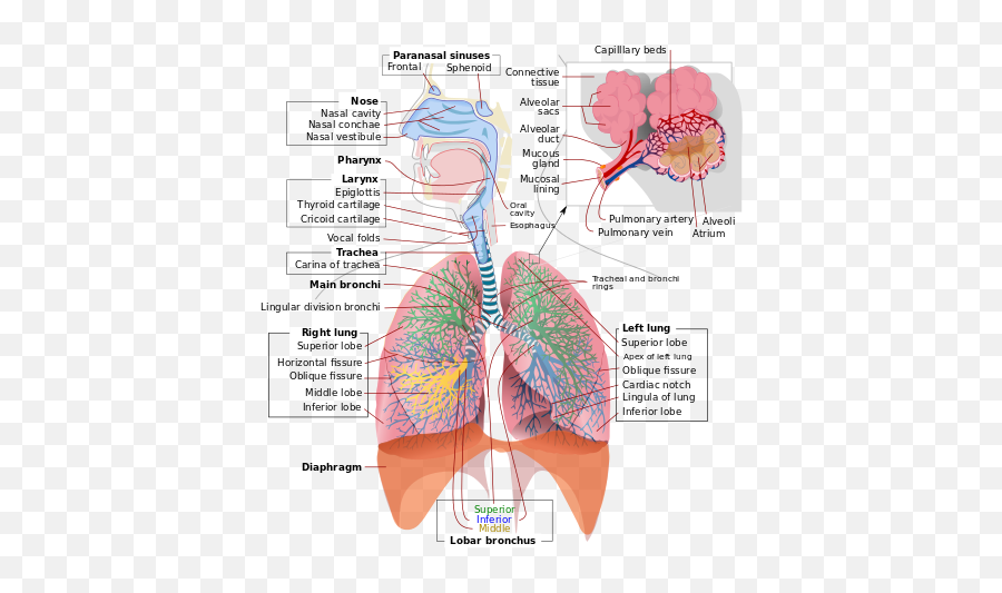 Respiratory System Complete En - Does Respiratory System Work Emoji,Emoji Translation Chart
