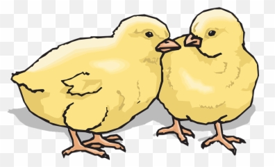 Chicks Baby Chickens - Clip Art Emoji