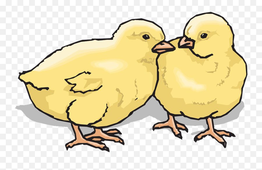Chicks Baby Chickens - Chicks Clip Art Emoji,Chicken Bone Emoji