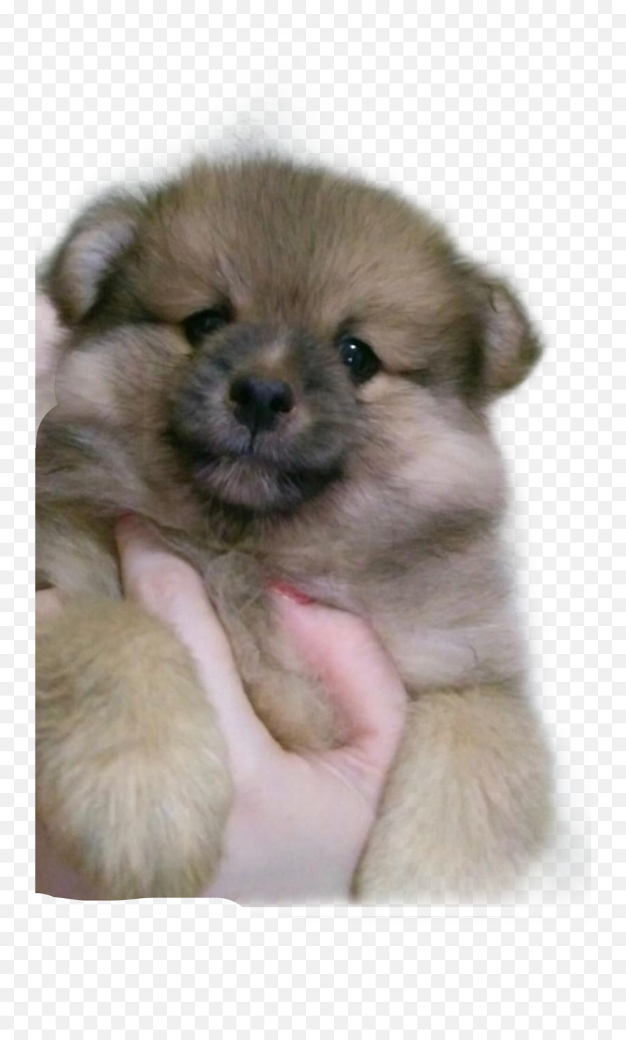 Popular And Trending Pom Stickers On Picsart - Companion Dog Emoji,Jiffpom Emoji