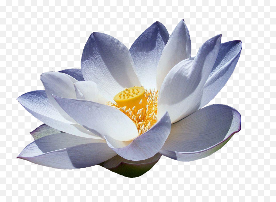 Free White Lotus Flower Png Download Free Clip Art Free - Lotus Blue White Flower Emoji,Lotus Flower Emoji