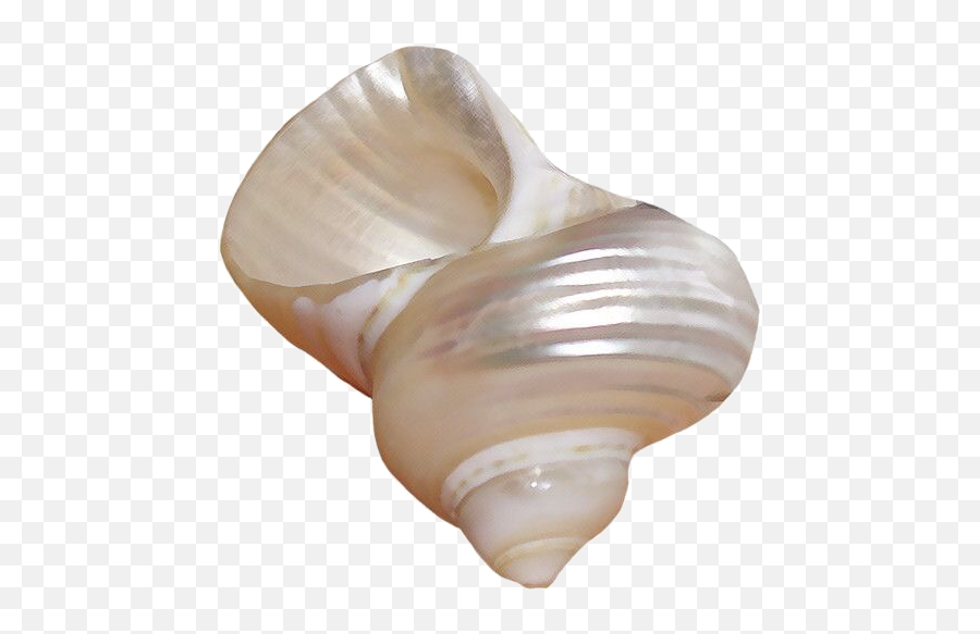 Glitter Shell Seashell White Cute Aesthetic Trendy Clou - See Shells Aesthetic Png Emoji,Seashell Emoji