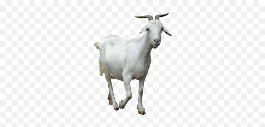 Transparent Mountain Goat Clipart - Goat Png Emoji,Goat Emoji Iphone