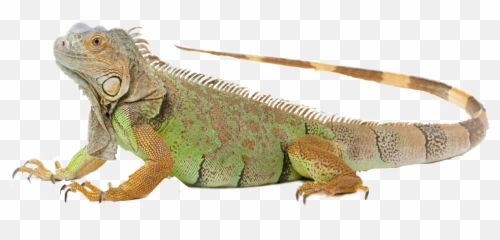 Iguana - Iguana Png Emoji,Iguana Emoji