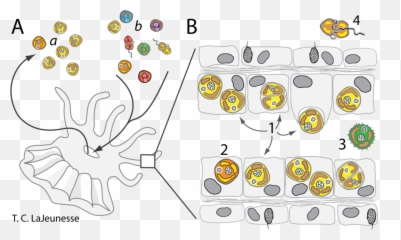 Symbiodinium Ecology - Symbiodinium Cyst Emoji,Check Emoticon