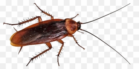 Cockroach Stickers - Serviços De Dedetização Emoji,Cockroach Emoji